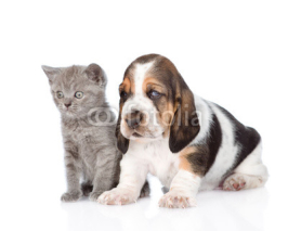 Naklejki Kitten and basset hound puppy standing together. isolated on whi