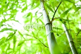 Obrazy i plakaty bamboo forest