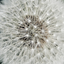 Fototapety Heart of a dandelion