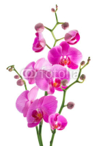 Naklejki pink flowers orchid on a white background