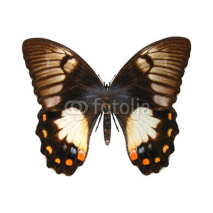 Naklejki Orchard Swallowtail Butterfly