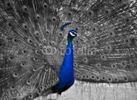 Naklejki A Beautiful Male Peacock Displays his Plumage