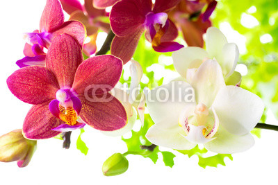 Blooming branches white and red phalaenopsis orchid with green l