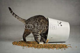 Fototapety chat volant dans seau à croquettes