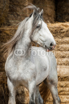 Obrazy i plakaty Portrait of beautiful gray shire horse