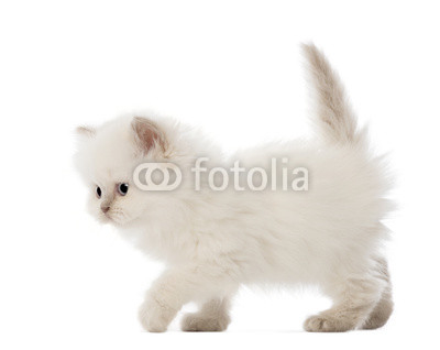 British Longhair Kitten walking, 5 weeks old