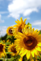 Naklejki Beautiful landscape with sunflower field over cloudy blue sky an