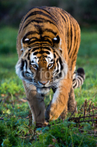 Fototapety Siberian Tiger