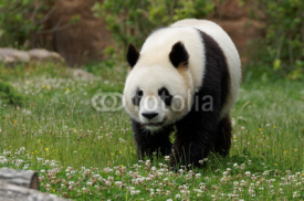 Naklejki panda-2