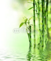 Naklejki bamboo stalks on water