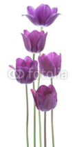 Fototapety tulip