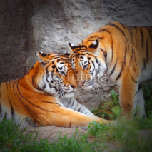 Naklejki Tiger's couple. Love in nature.