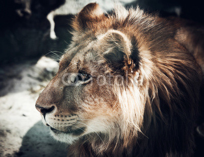 portrait of the king of beasts lion