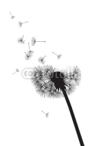 Fototapety black and whte dandelion loosing his integrity