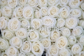 group of white roses after a rainshower