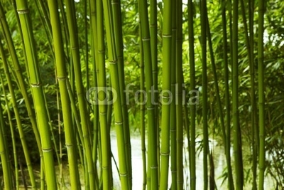 Bambus 02
