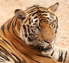 Naklejki Tiger Portrait