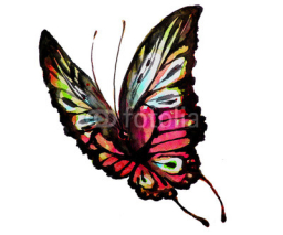 Obrazy i plakaty butterflies design