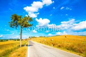 Naklejki Tuscany, lonely tree and straight road. Siena, Italy.