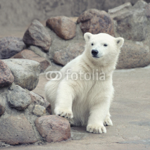 Obrazy i plakaty Little polar bear