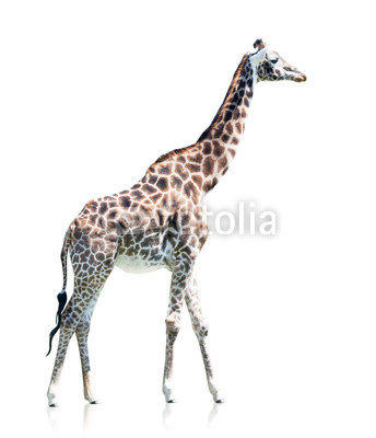 profile view of a giraffe isolated on a white background