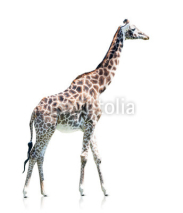Fototapety profile view of a giraffe isolated on a white background