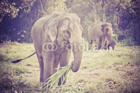 Fototapety Asian elephant mother and baby in Thailand with retro effect