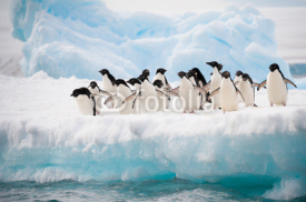 Naklejki Penguins on the snow