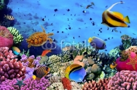 Fototapety Photo of a coral colony on a reef, Egypt