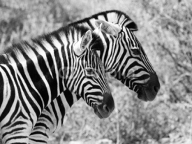 Naklejki Couple of zebras