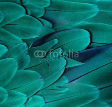 Naklejki Macaw Feathers (Teal)