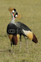 Naklejki Crowned crane
