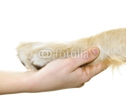 Naklejki Human hand holding dog paw