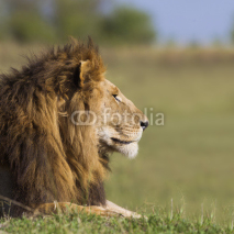 Obrazy i plakaty Portrait of a male lion