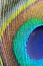 Naklejki peacock feather closeup