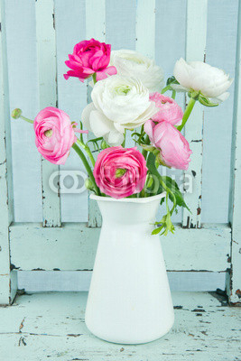 White and pink ranunculus flowers