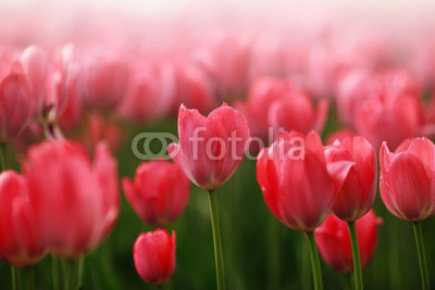 Red tulip flowers field