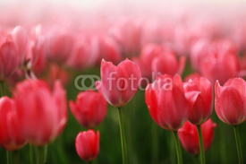 Naklejki Red tulip flowers field