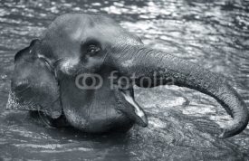Naklejki The elephant in water