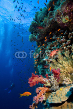 Fototapety Photo of coral colony