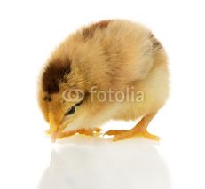 Fototapety chicken on the white background