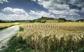 Obrazy i plakaty Cereal crops and farm in Tuscany