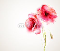 The two flowering red poppies. Greeting-card.