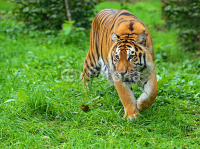 Amur tiger in summer in nature
