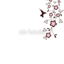 Fototapety Sakura Blossoms with a hummingbird