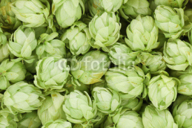 Naklejki Background of green hop cones.