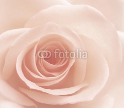 Fototapety rose