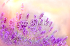 Naklejki Soft focus on lavender