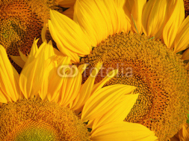 Naklejki sunflowers macro