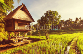 Fototapety Rice terrace
